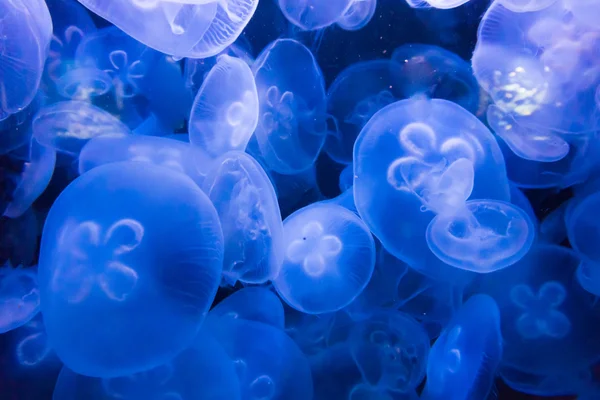 Медузы в голубой воде — стоковое фото