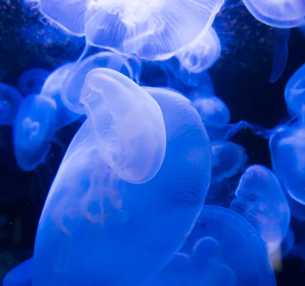 Medusas en agua azul — Foto de Stock