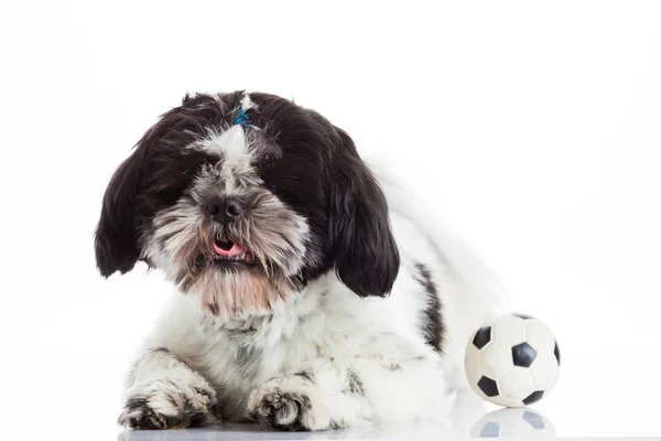 Shih tzu with ball — Stock Photo, Image