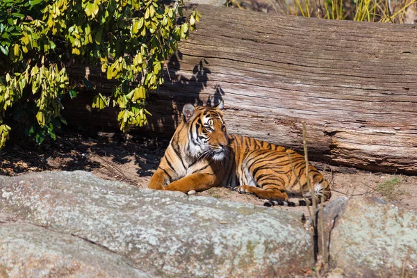 Tigre hermoso en el zoológico — Foto de Stock