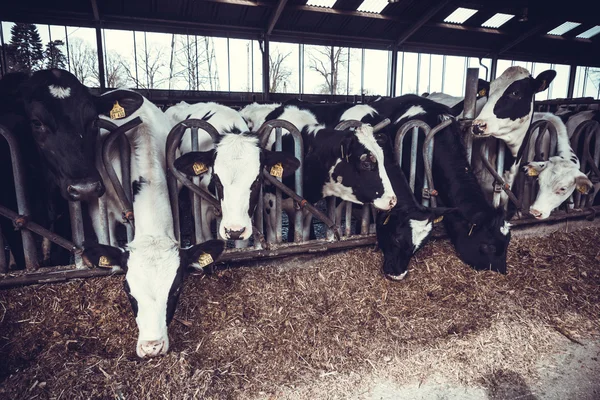 Vacas lecheras en una granja — Foto de Stock