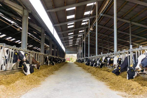 Αγελάδες γαλακτοπαραγωγής σε ένα αγρόκτημα — Φωτογραφία Αρχείου
