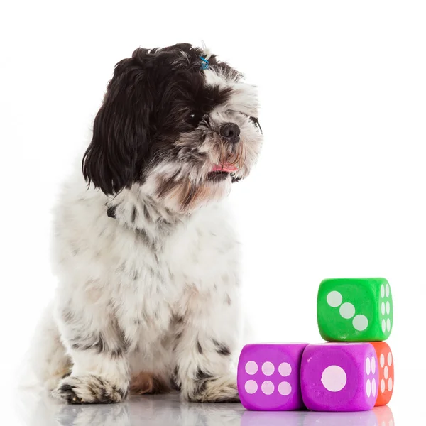 Shih tzu med kuber — Stockfoto