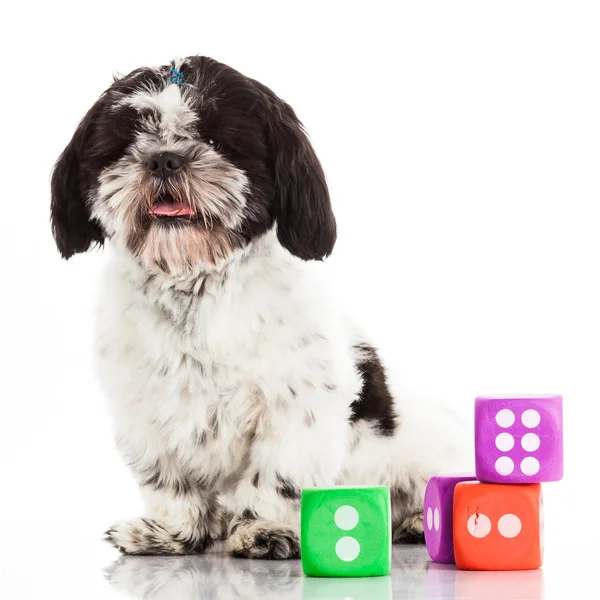 Shih tzu mit Würfeln — Stockfoto