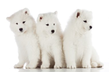 Üç samoyed yavru