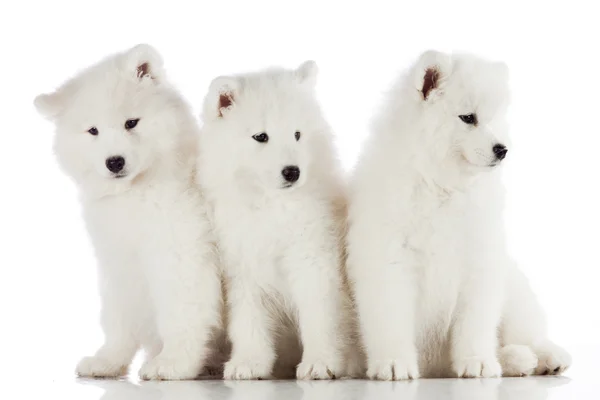 Tres cachorros samoyedo — Foto de Stock