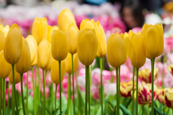 Hermosos tulipanes de primavera — Foto de Stock