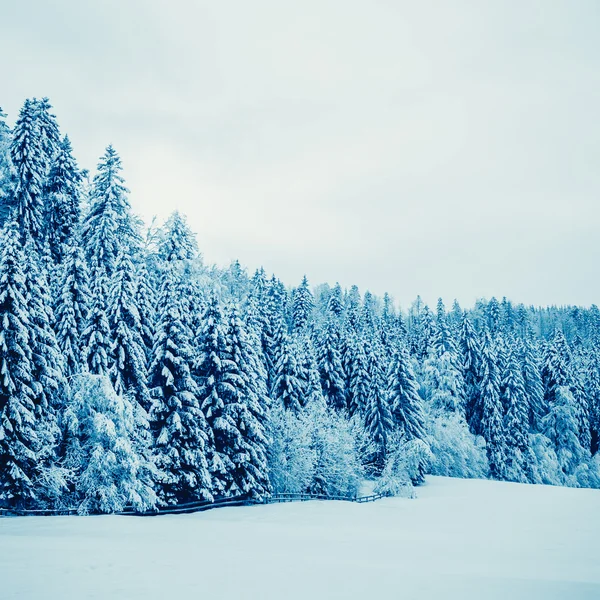 Trees Covered with Snow — Stock Photo, Image