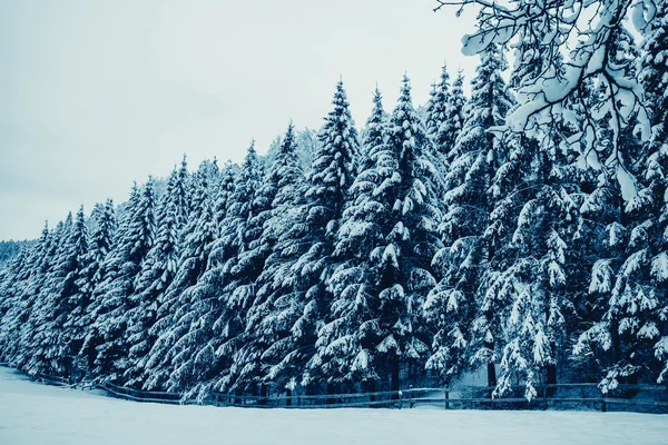 Bomen bedekt met sneeuw — Stockfoto