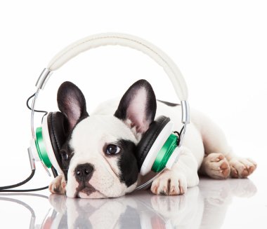 Köpek müzik dinliyor.