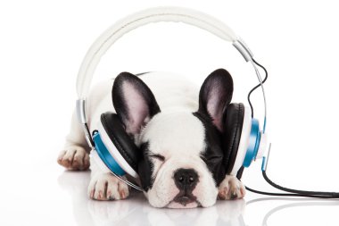 Köpek müzik dinliyor.
