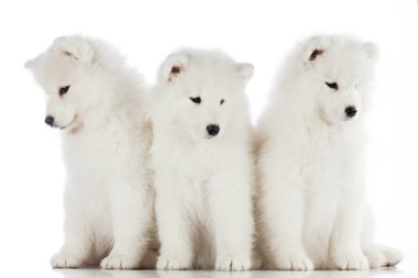 Üç samoyed yavru