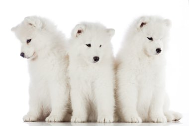three samoyed puppies clipart