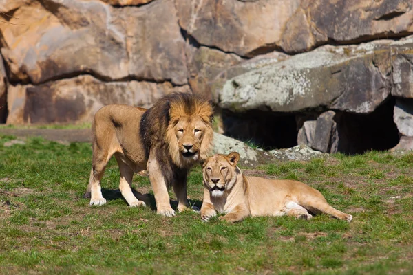 Lions mâles et femelles — Photo