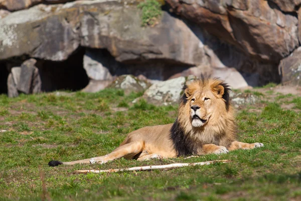 Beautiful Lion lying — Stock Photo, Image