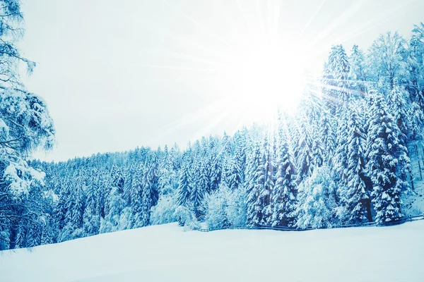 Bäume mit Schnee bedeckt — Stockfoto