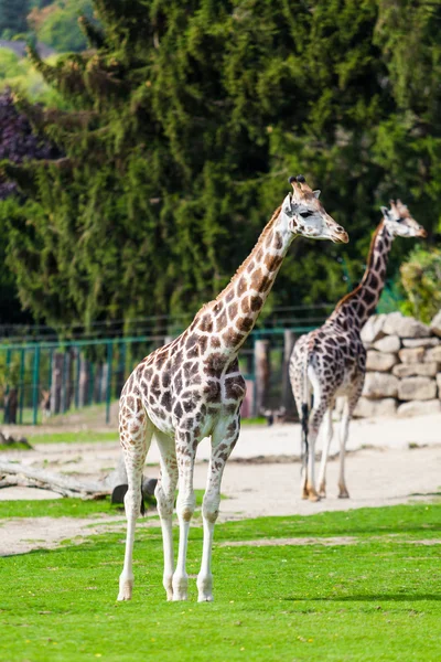 Giraffes in the zoo — Stock Photo, Image