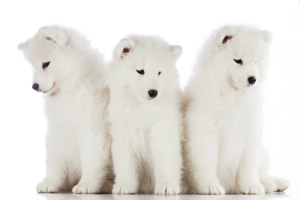 Τρεις samoyed κουτάβια — Φωτογραφία Αρχείου