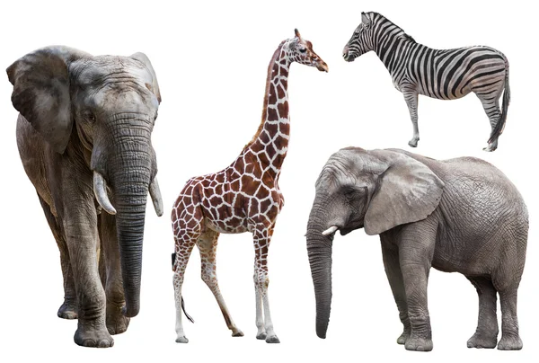 Elephants, giraffe and  zebra — Stock Photo, Image