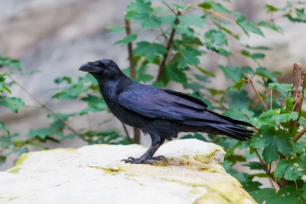 Черная ворона, птица — стоковое фото