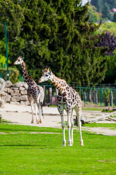 Girafas no zoológico — Fotografia de Stock