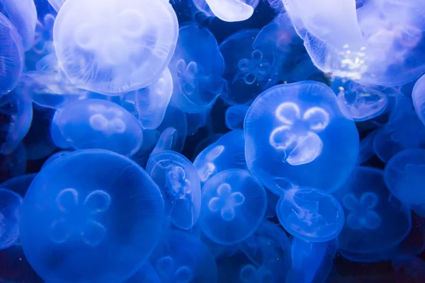 Jellyfish in blue water — Stock Photo, Image