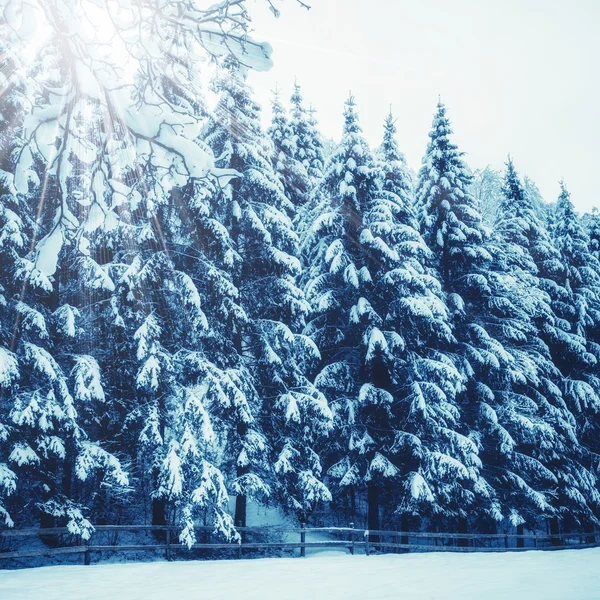雪に覆われた木 — ストック写真