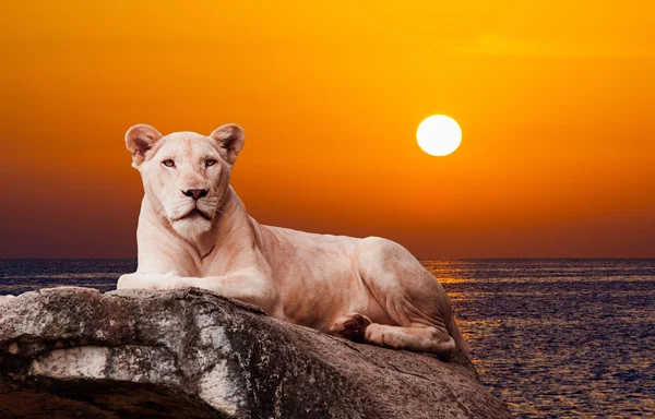 Leão branco na rocha — Fotografia de Stock