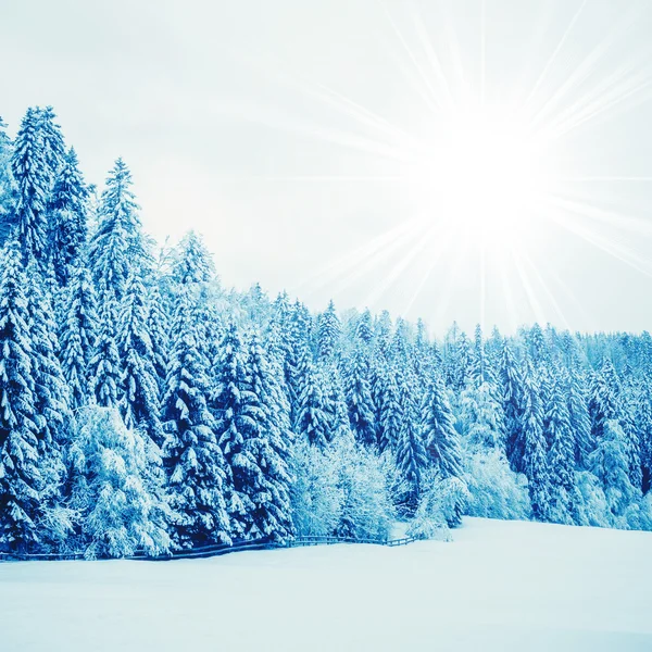 Trees Covered with Snow — Stock Photo, Image