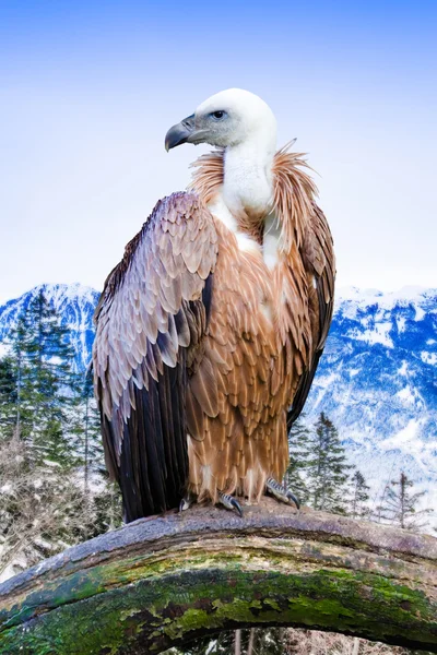 Griffon vulture in wild — Stock Photo, Image