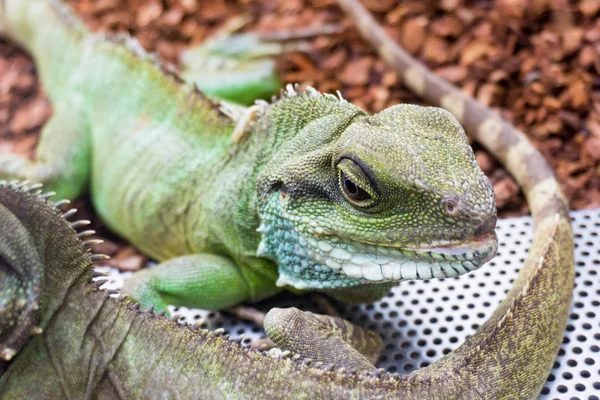 Dragón de agua verde . —  Fotos de Stock