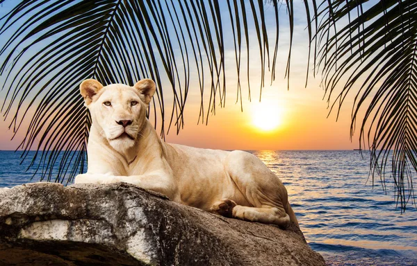 Fehér oroszlán szikla — Stock Fotó