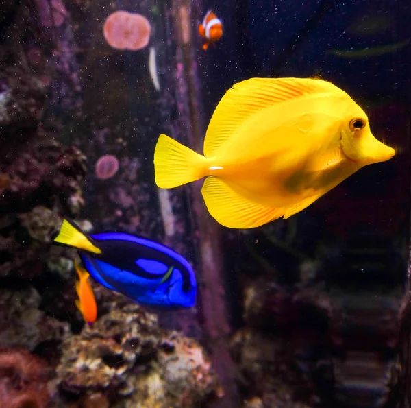 Trópusi halak a korallzátonyban — Stock Fotó