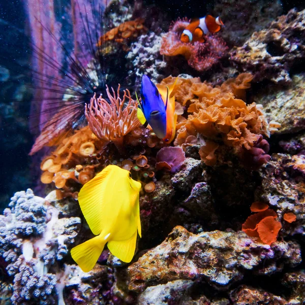 Peces tropicales en los arrecifes de coral —  Fotos de Stock