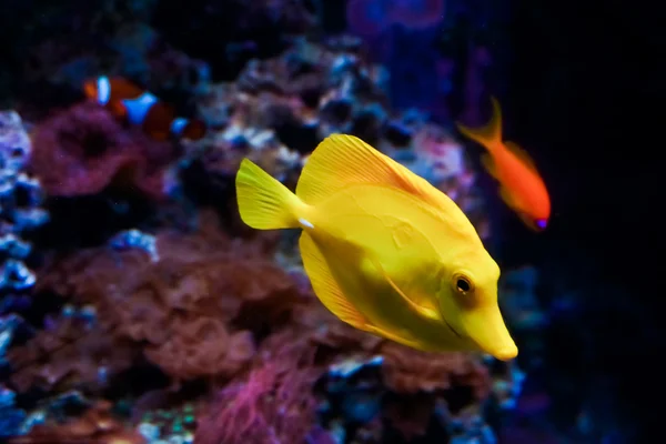 Tropisk fisk i korallrev — Stockfoto