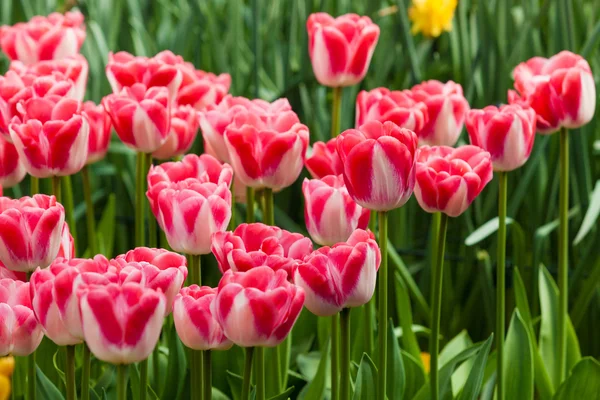 Krásný jarní tulipány — Stock fotografie