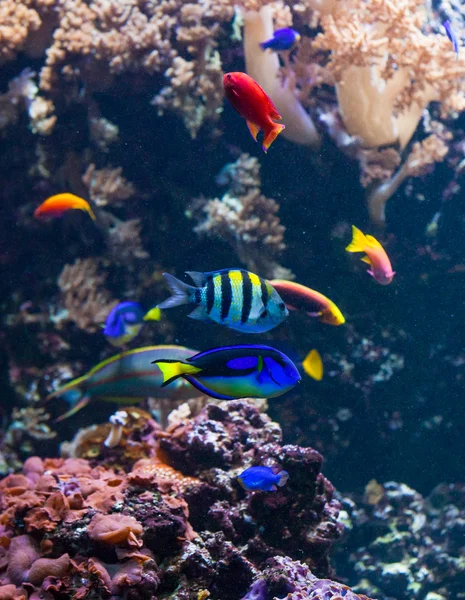 Ryby tropikalne w rafie koralowej — Zdjęcie stockowe