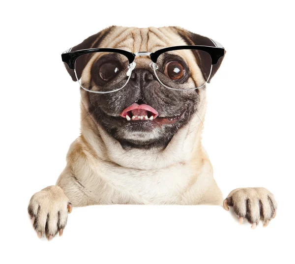 Pug hond met lege billboard. — Stockfoto