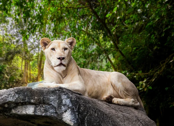 White lioness lying — Stock Photo, Image