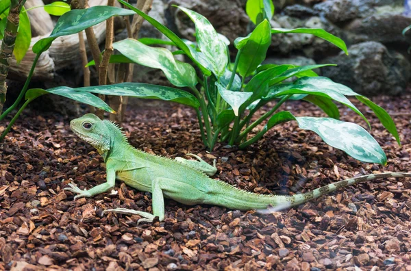 Drago d'acqua verde . — Foto Stock