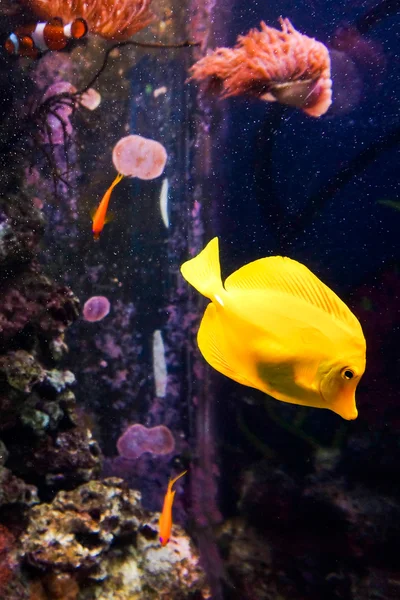 Poissons tropicaux dans le récif corallien — Photo