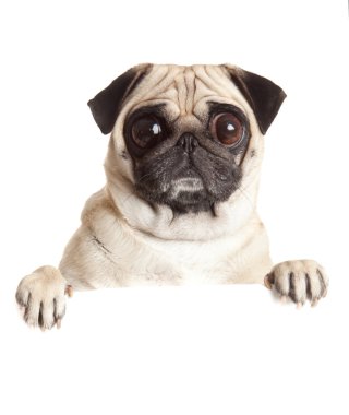 boş pano ile pug köpek.