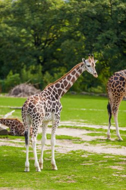 Zürafalar safari Park