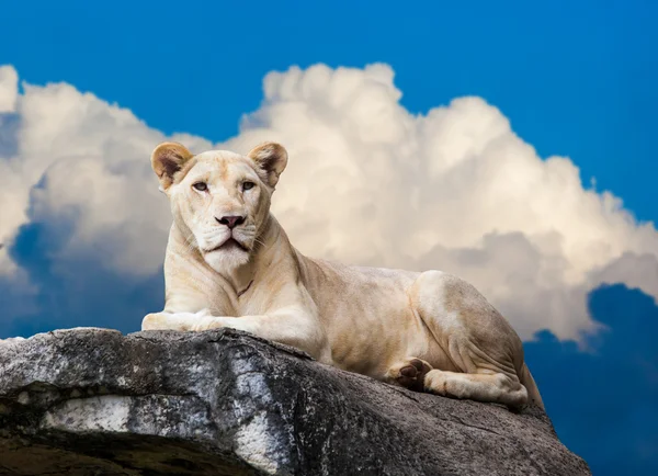 White Lioness on rock — Stock Fotó