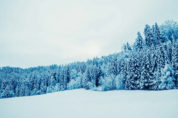 Trees Covered with Snow — Stock Photo, Image