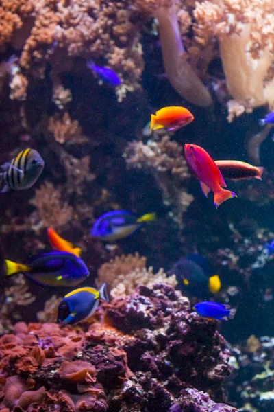 Trópusi halak a korallzátonyban — Stock Fotó