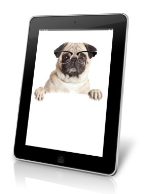 boş billboard Pug köpek. köpek afiş veya işareti yukarıda. Pug köpek