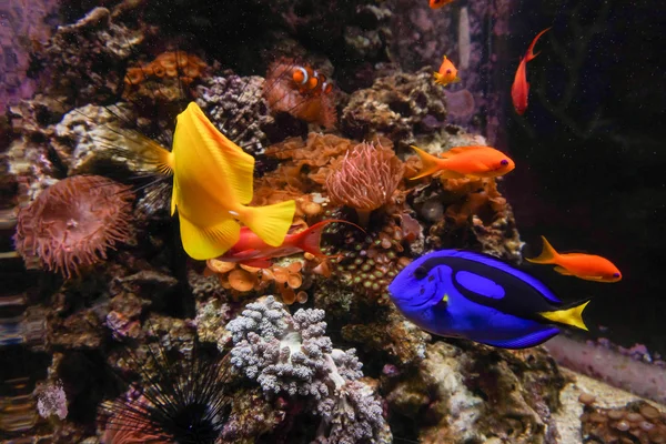 Peces tropicales en los arrecifes de coral —  Fotos de Stock