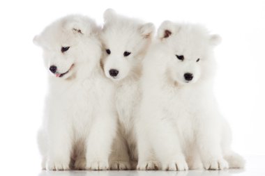 Üç samoyed yavru