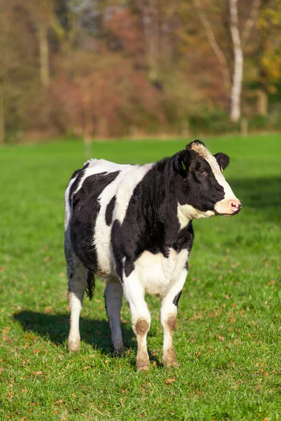 Vacas leiteiras pastando no prado . — Fotografia de Stock